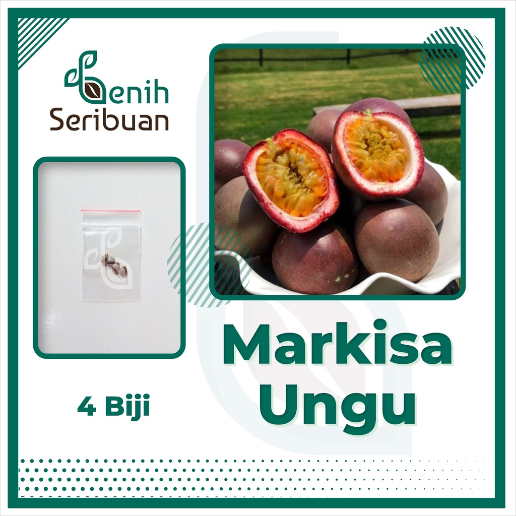 BS-BYL Benih Buah Bibit Tanaman Buah F1 Hibrida Unggul Anggur Strawberry Semangka Melon Labu Pepaya Jambu Blackberry Ciplukan Raspberry dll-MARKISA UNGU