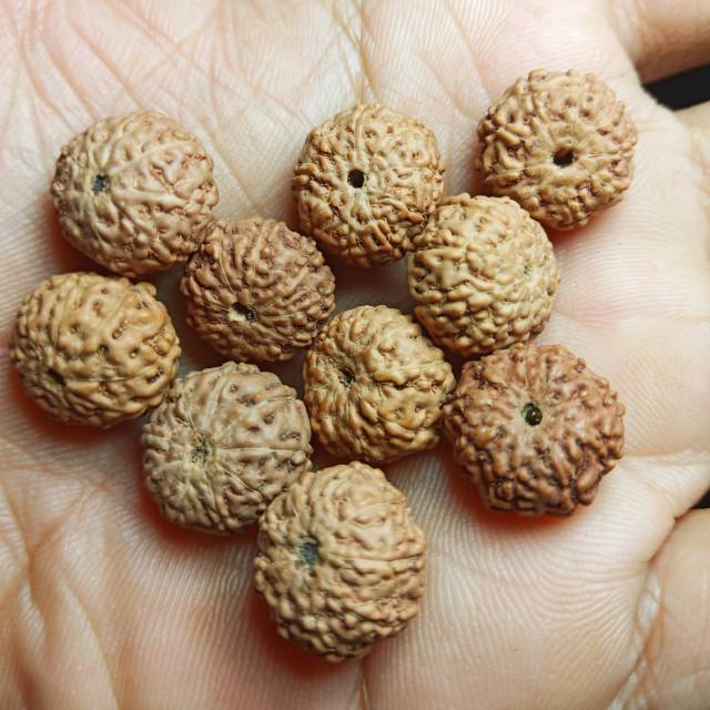 Jenitri mukhi 9 butiran isi 20 biji