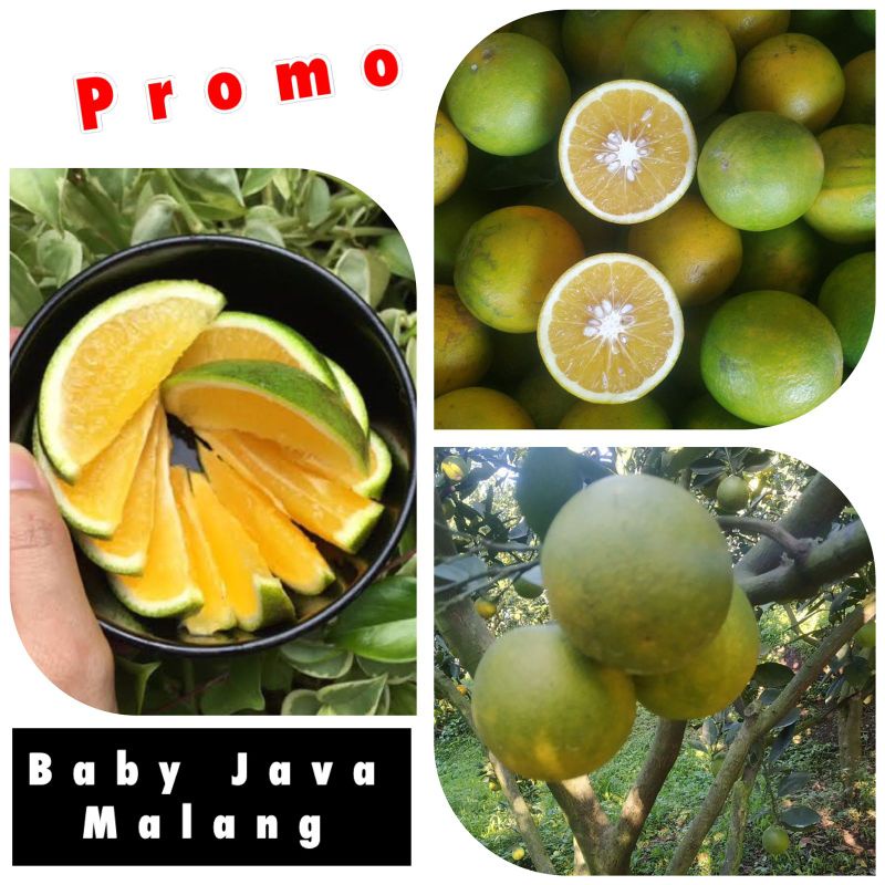 

Jeruk baby sunpride|buah segar bandung|nuri fruits|buah segar|buah segar bandung|jeruk manis|sunpride|JERUK BABY
