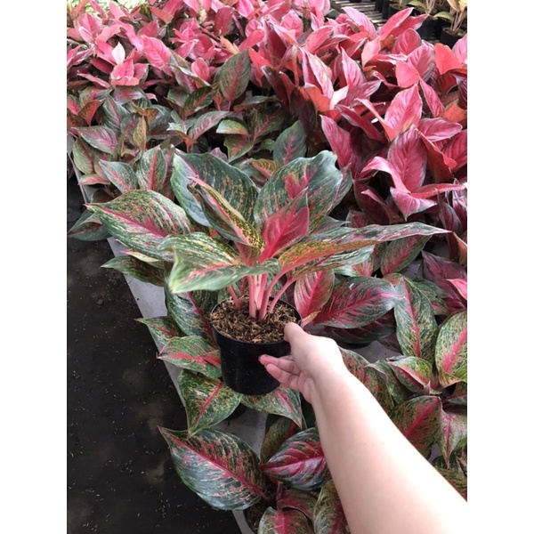 Aglaonema Red anita jumbo