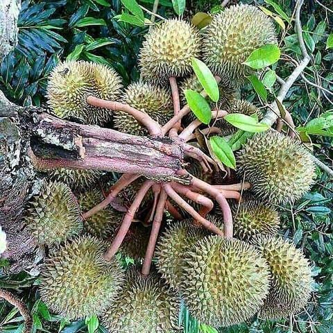 Bibit buah durian montong bisa (COD)