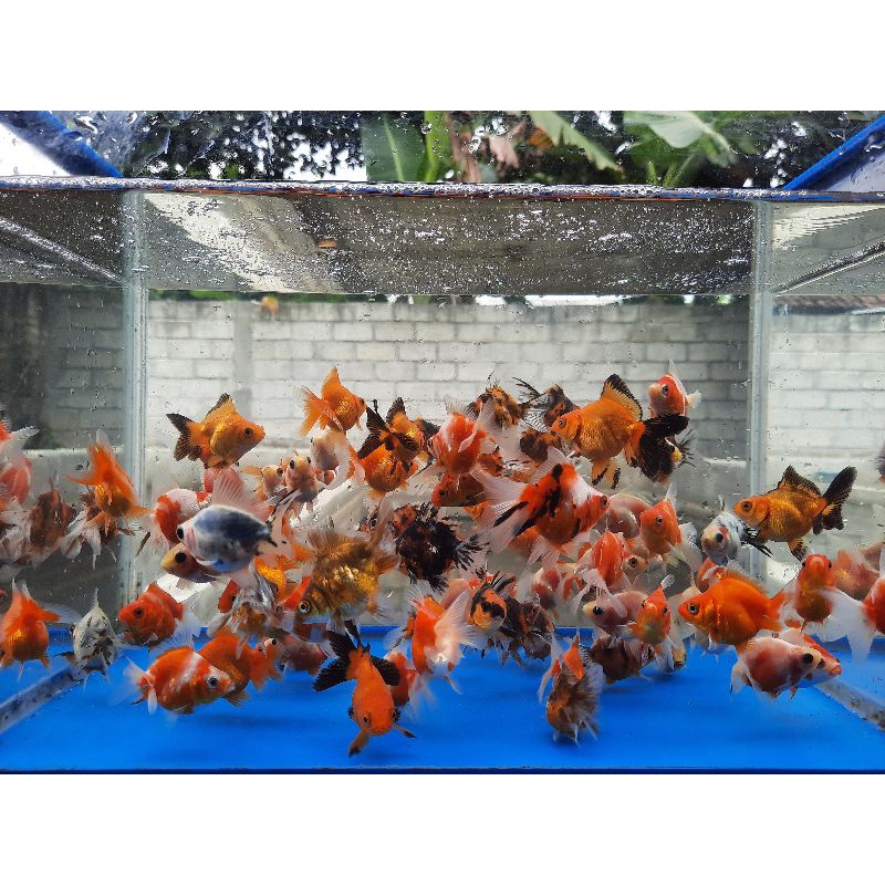 Mas Koki Ryukin Aquascape Termurah-3