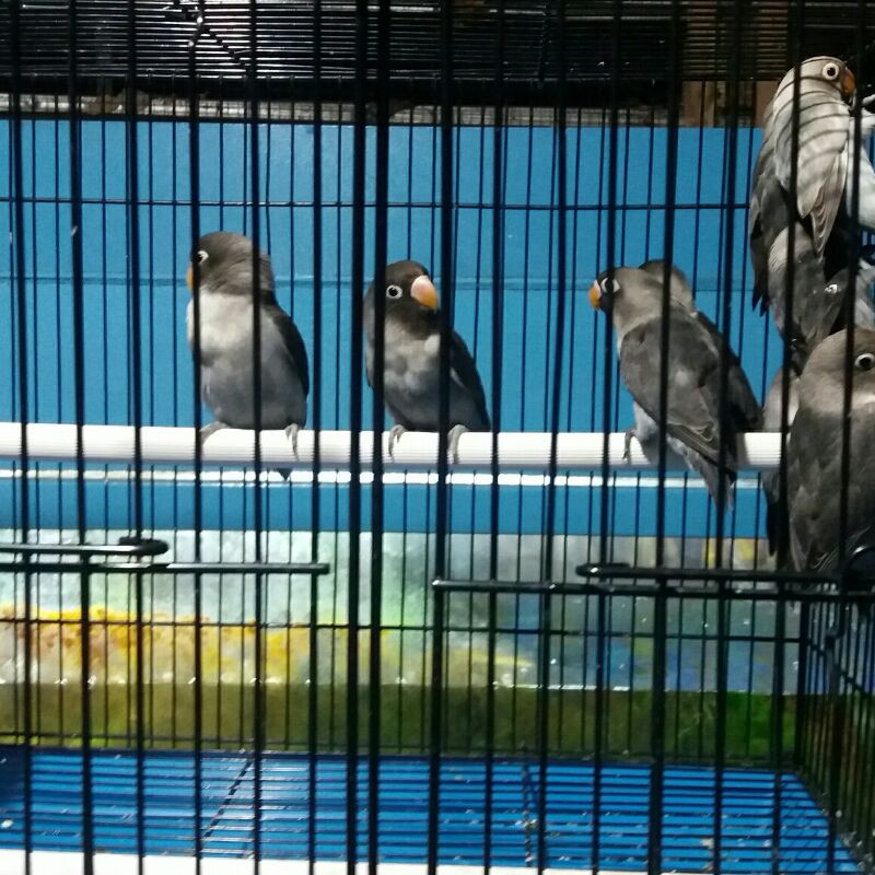 Love Bird Jenis Batman