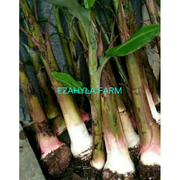 bibit pisang raja bulu paket dua buah tunas dongkelan