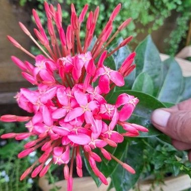 Tanaman Hias Asoka Bunga Besar (merah)