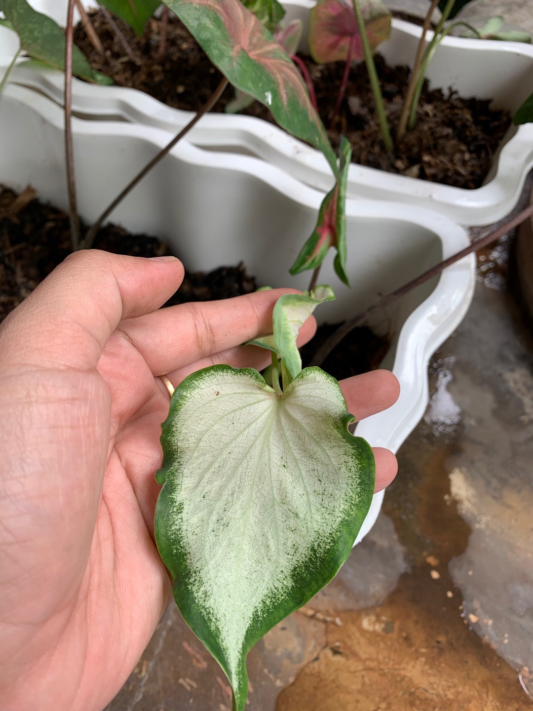 Caladium White Knight/ Dikirim Anakan Bibit White Knight
