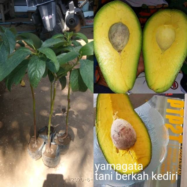 Bibit murah kediri store logo