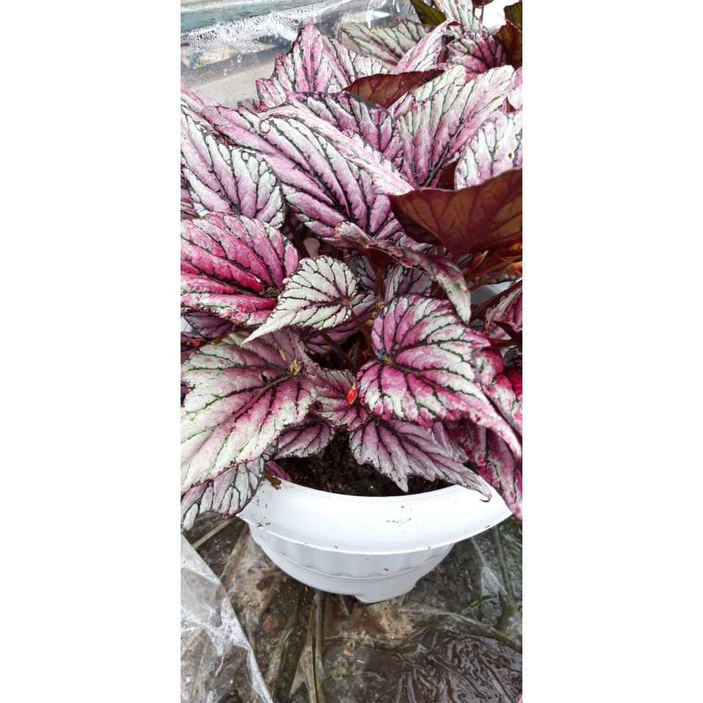 Begonia 001/ Begonia Rex Silver / Begonia Merah Silver - Bunga Berastagi