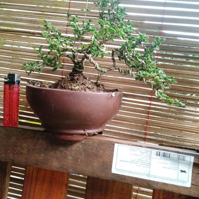 bonsai mini varigata / pohon seribu bintang varigata / kode 1a