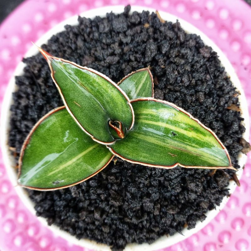 Sansivera Robusta Dwarf Varigata #02