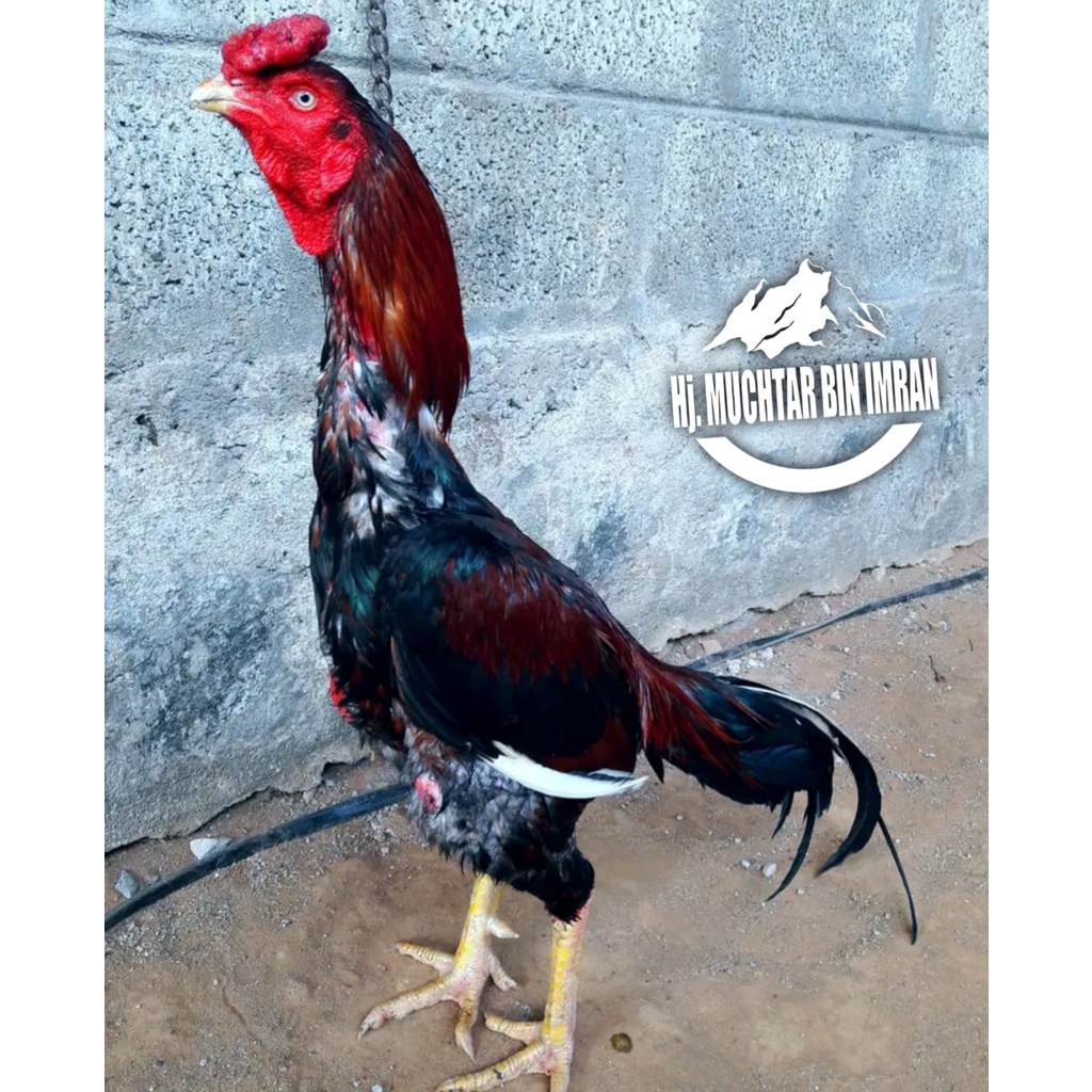 Ayam Bangkok HJ MUCHTAR BIN IMRAN telur fertil no 1 terbaik siap tetas aseel hias super