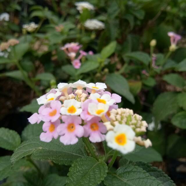 lantana - bibit lantana - bibit tanaman