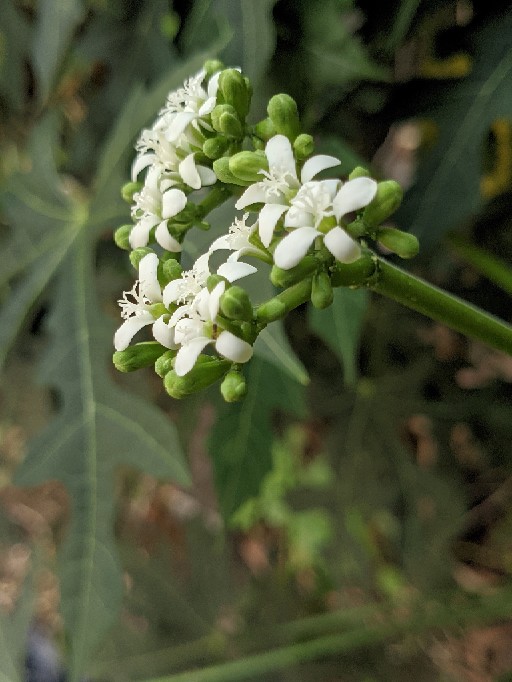 Ruzza Batik Couple Motif Seno Biru Liris Kawung Sarimbit Atasan Seragam Size M L Xl
