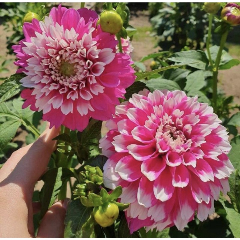 tanaman dan umbi bunga Dahlia