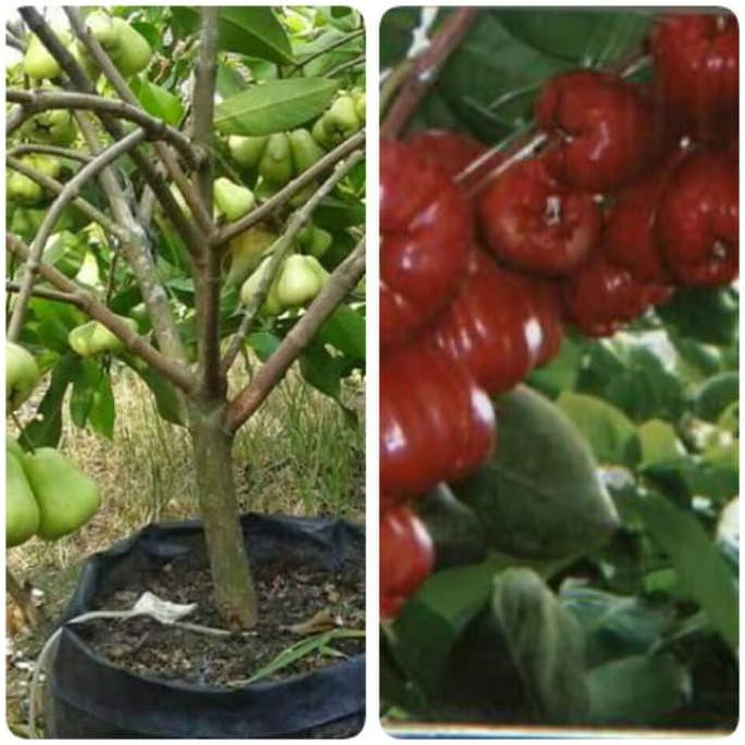PKY BIBIT JAMBU AIR MADU DELI+ JAMBU AIR MERAH MADU DI5KON