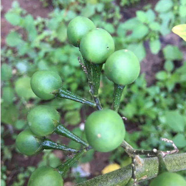 

buah cepokak segar 500gr