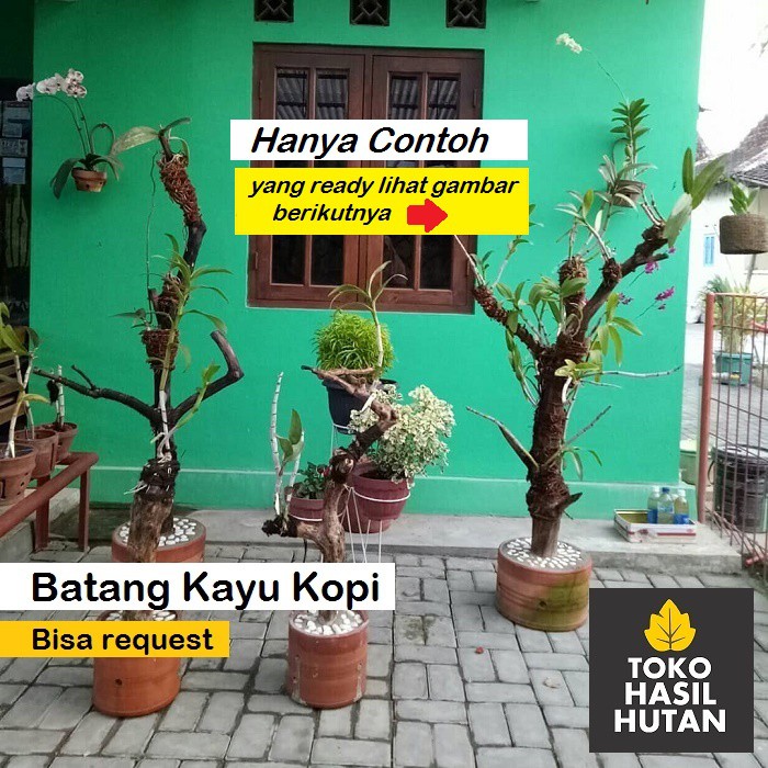 Batang Kopi Media Tanam Anggrek & Tanaman Lainnya | Toko Hasil Hutan