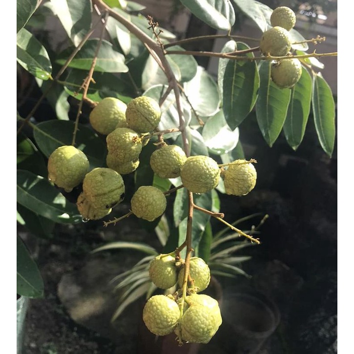 bibit kelengkeng satu jari super