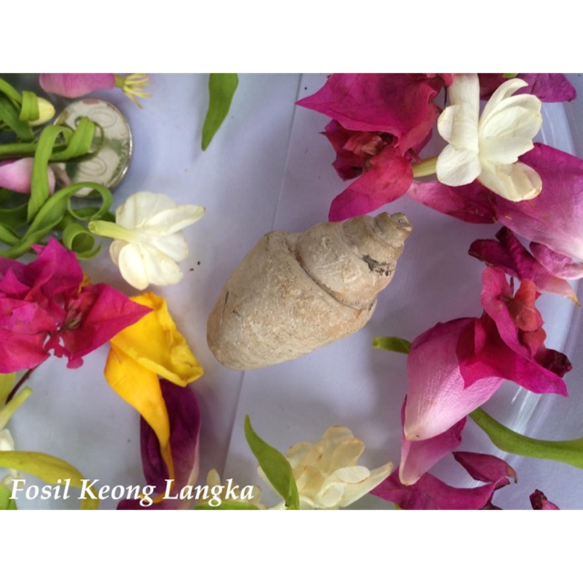 Fosil keong langka