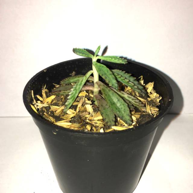 Tanaman hias kaktus sekulen mini m