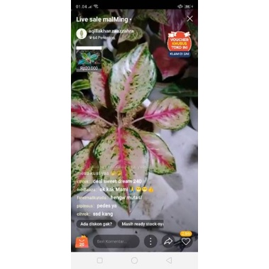 Aglonema Sweet dream