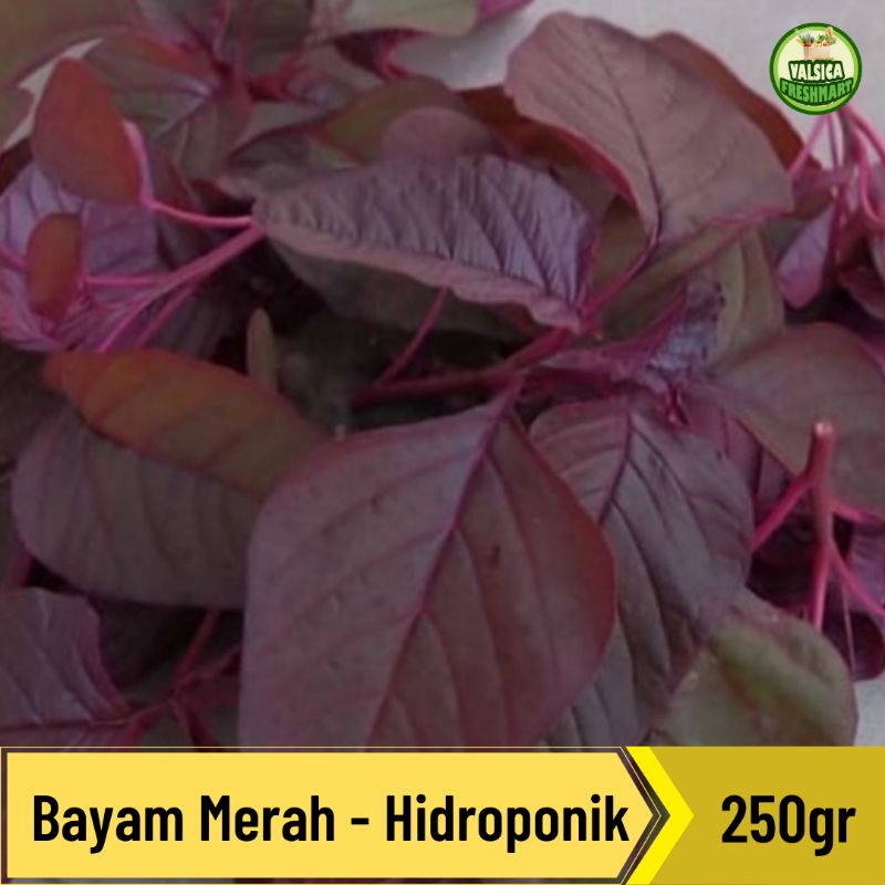 

Bayam Merah Hidroponik - 250gr