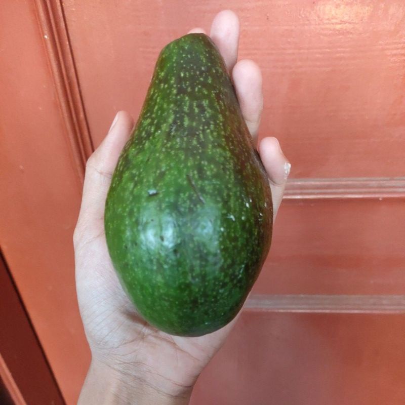 

Alpukat mentega PREMIUM