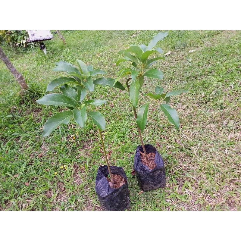 Bibit pohon alpukat aligator