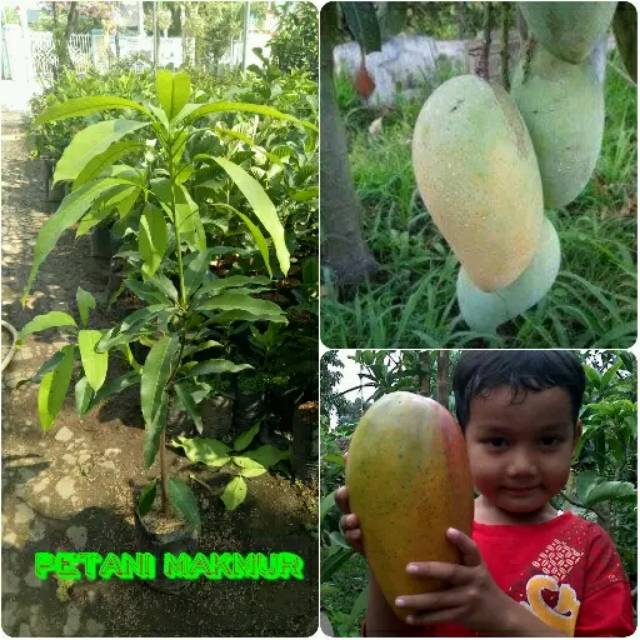 bibit mangga mahatir super jumbo