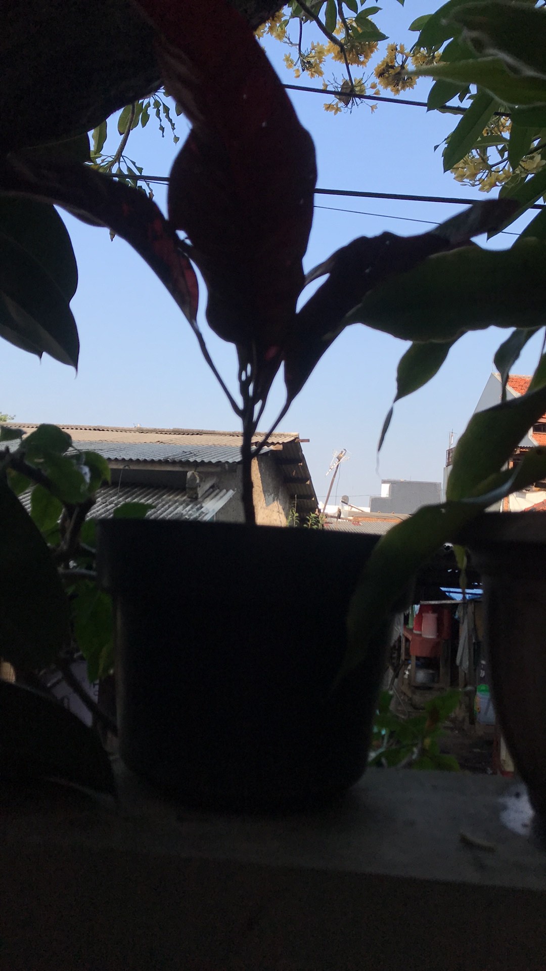 Tanaman Hias - Bibit Bunga Puring Bali