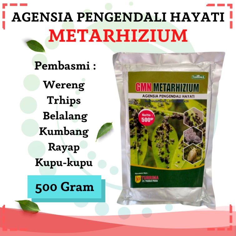 Pupuk Metarizium Untuk Hama Tanaman Cabe, Agensia Pengendali Hayati Cegah Layu Pada Tanaman, Obat Ha