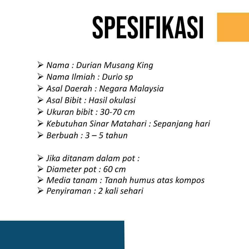 Bibit Durian Musangking kaki Tiga Unggul