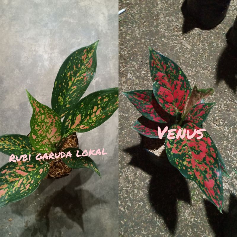 AGLONEMA PAKET 2 JENIS||RUBI GARUDA LOKAL-VENUS