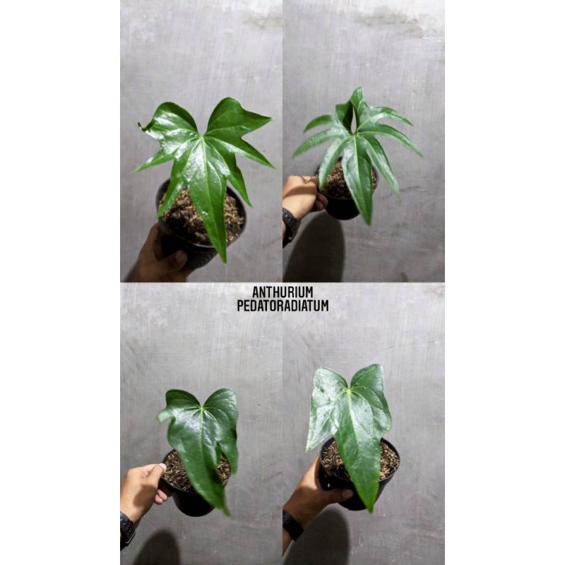 Anthurium Pedatoradiatum // Anthurium jari