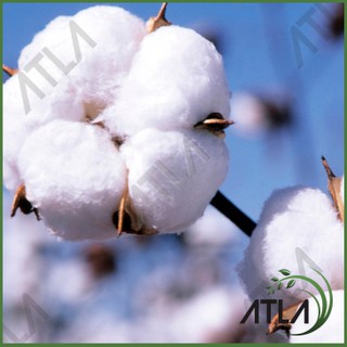 Benih Cotton Plant Biji Tanaman  Kapas Putih Bibit  Pohon 