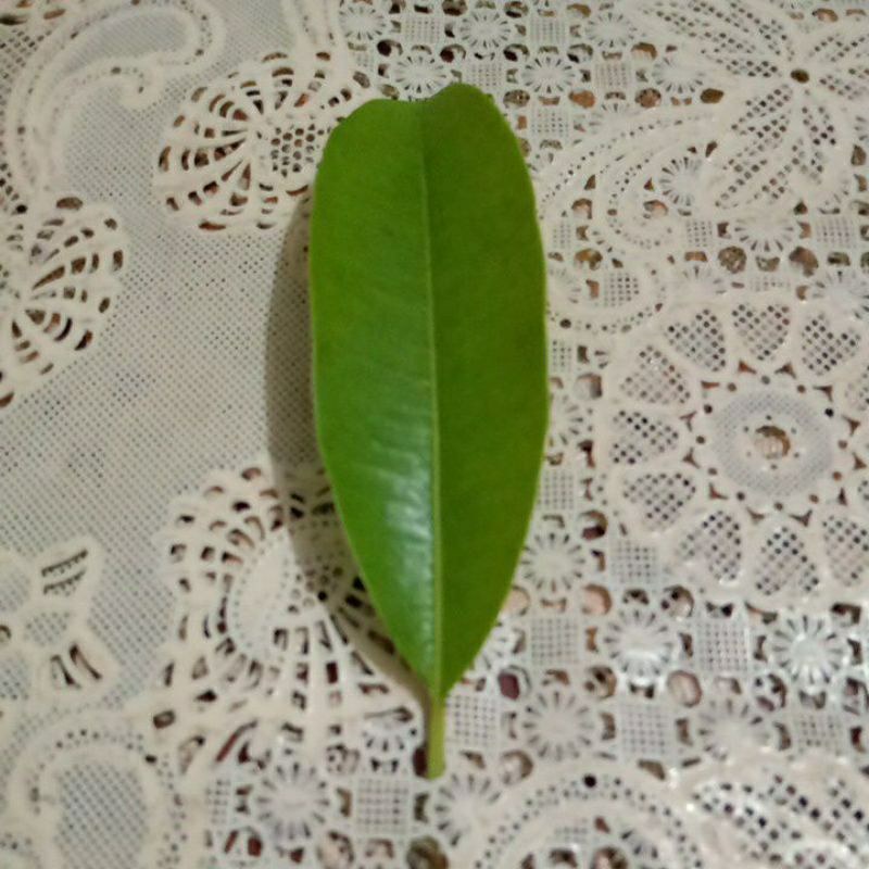 

100 LEMBAR DAUN SAWO SEGAR/FRESH ADA ORDERAN BARU PETIK