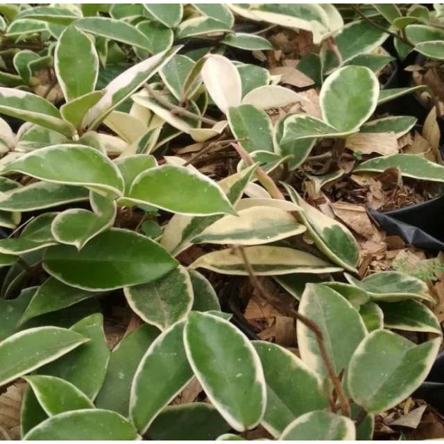 Tanaman hias gantung hoya carnosa varigata kornosa