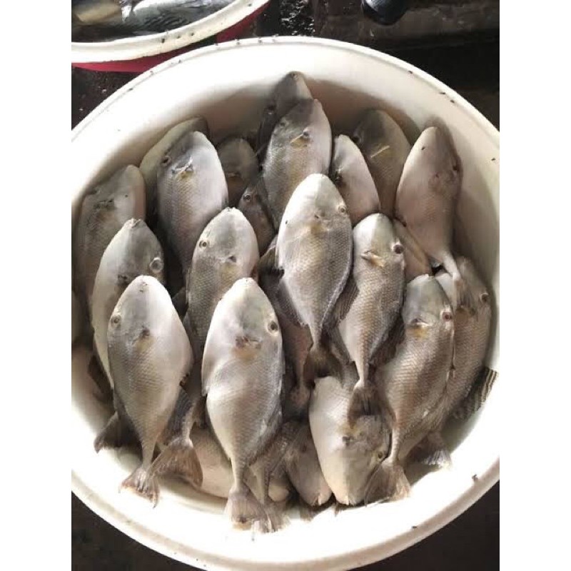 

Ikan Etong / Ikan Ayam-ayam Fresh Termurah