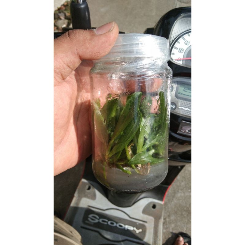 anggrek bulan botol selai bibit jumbo