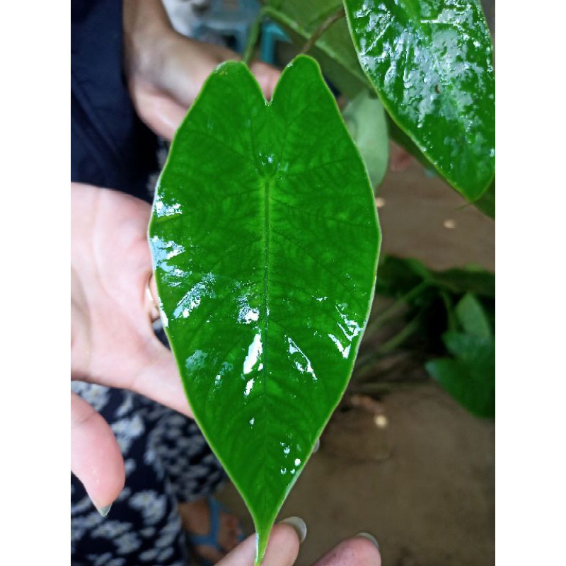 alocasia Karpet sp sulawesi