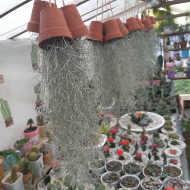 Tanaman Hias Tillandsia Jenggot Nabi Terracota 6cm Spanish Moss