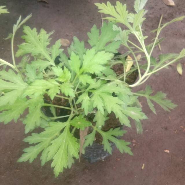 Bibit tanaman daun baru cina