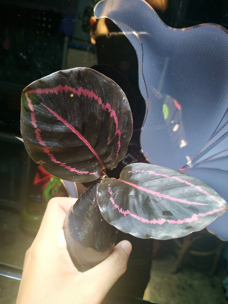 Tanaman Hias Calhatea Black Lifstik Cantik
