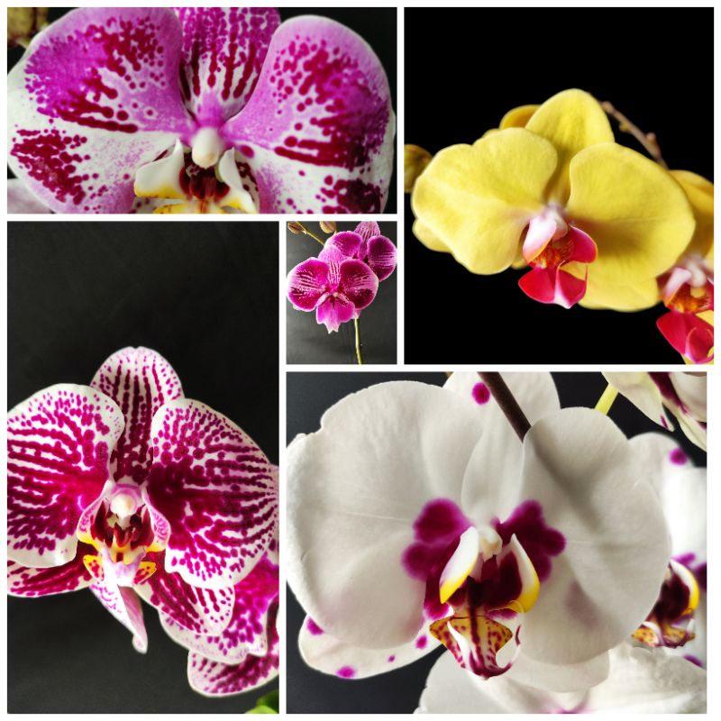 Anggrek Bulan Taiwan super premium