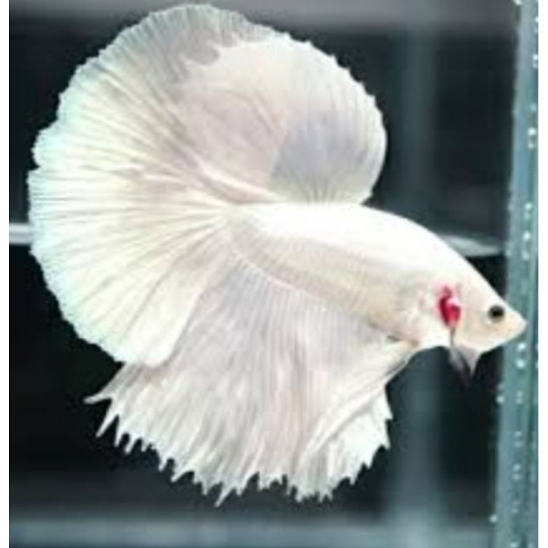 ikan cupang WP(SEPASANG)