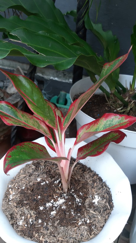 Tanaman Hias Murah 4 Aglonema/paket Aglaonema Hemat Aglo Donacarmen Lipstick Snow White Rotundum