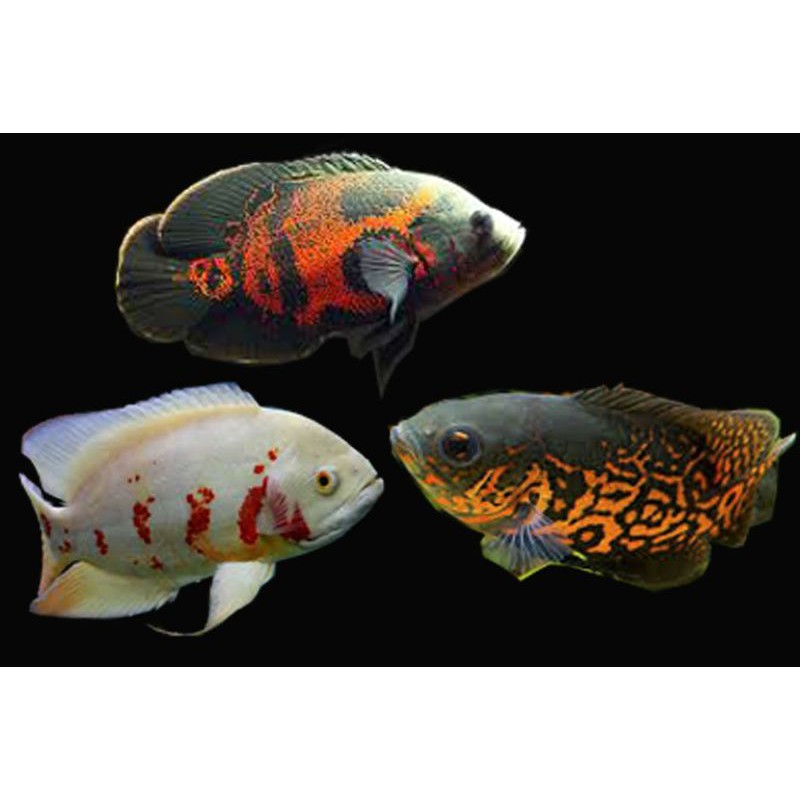 Ikan Oscar Batik dan Oscar Albino Tiger Shopee Indonesia