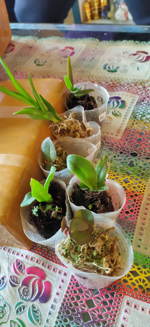 Anggrek Dendrobium Seedling Hybrid Thailand