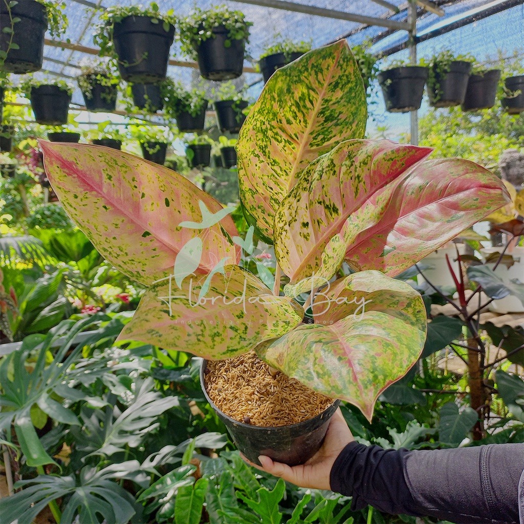 Aglonema Big roy - Aglonema - Big Roy - Aglonema Murah