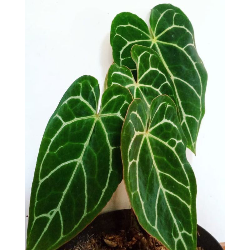 tanaman hias Kuping gajah mini - hiasan taman kuping gajah